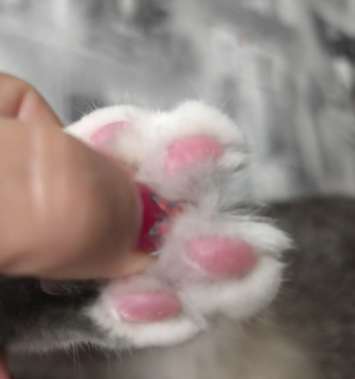 Сэр Макс и его лапки