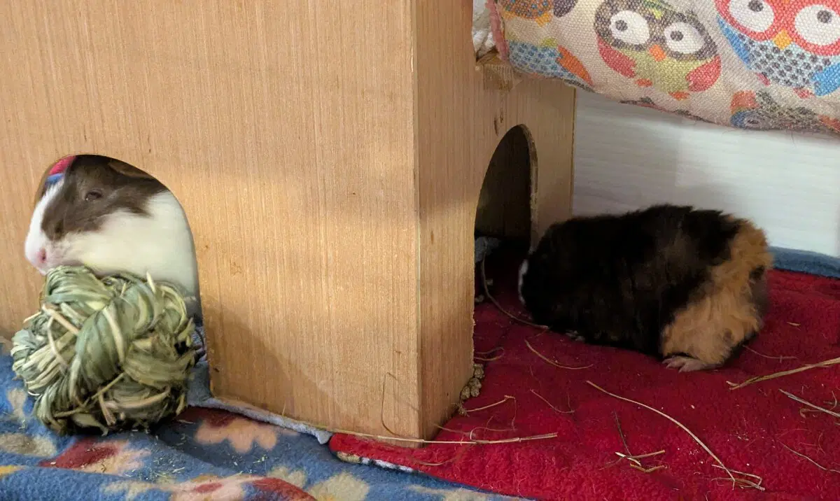 Маленькая Ру