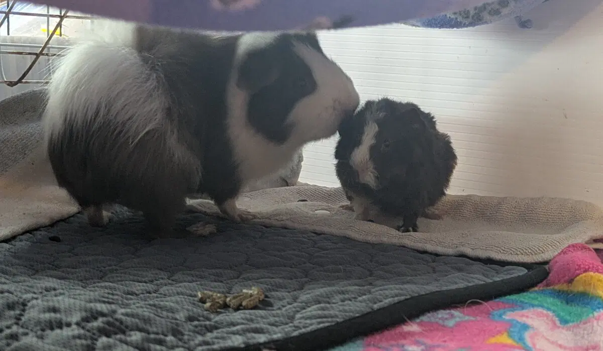 Маленькая Ру