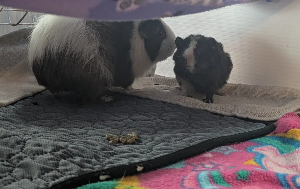 Маленькая Ру