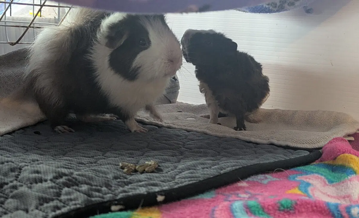 Маленькая Ру