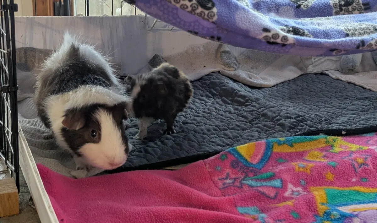 Маленькая Ру