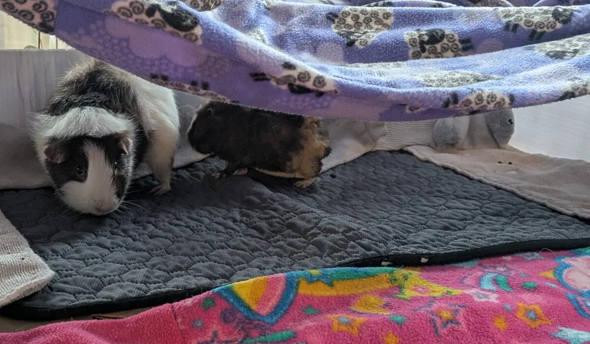 Маленькая Ру