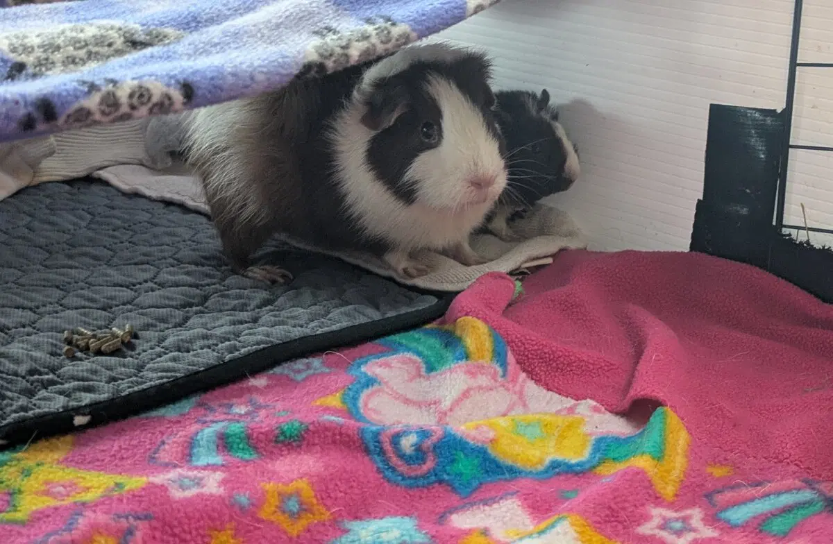 Маленькая Ру