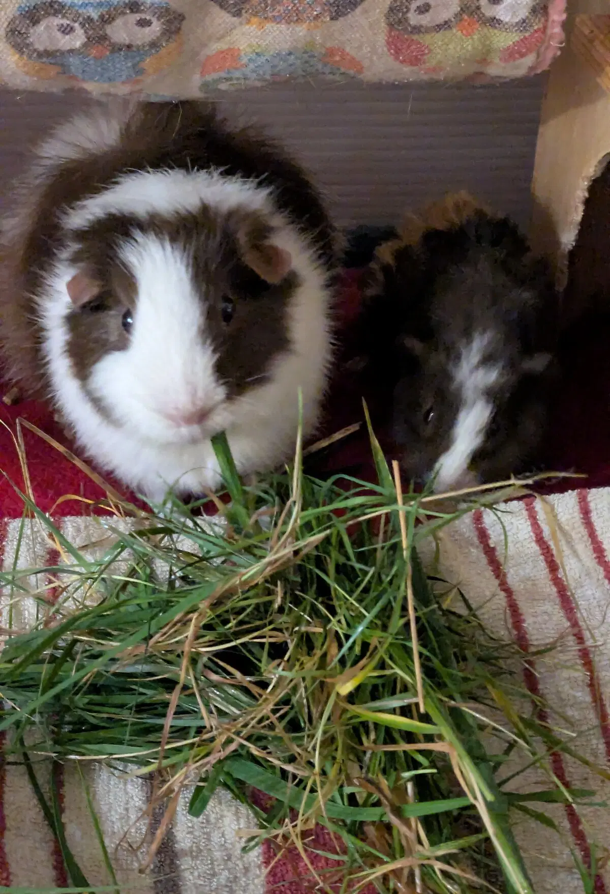 Маленькая Ру