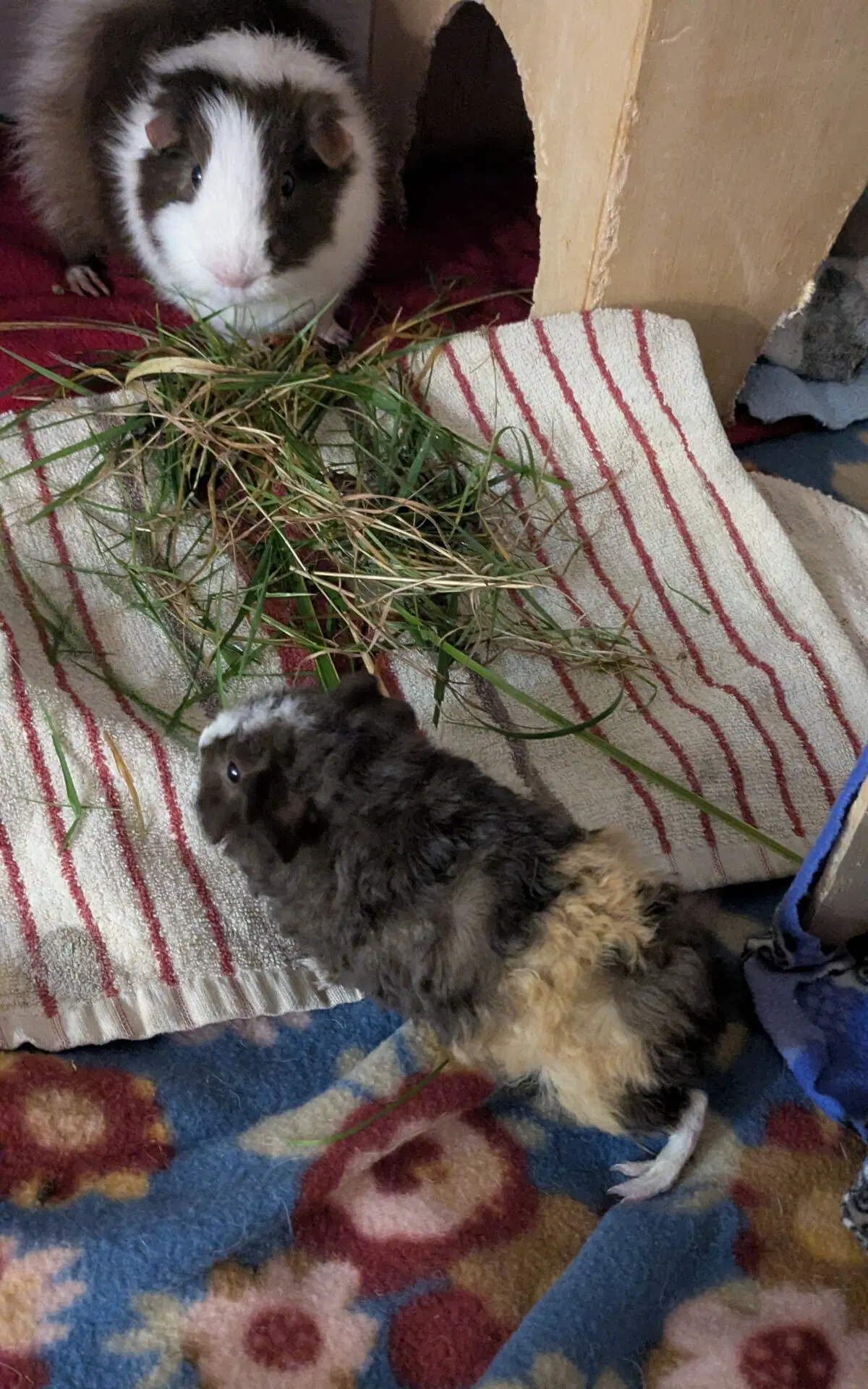 Маленькая Ру