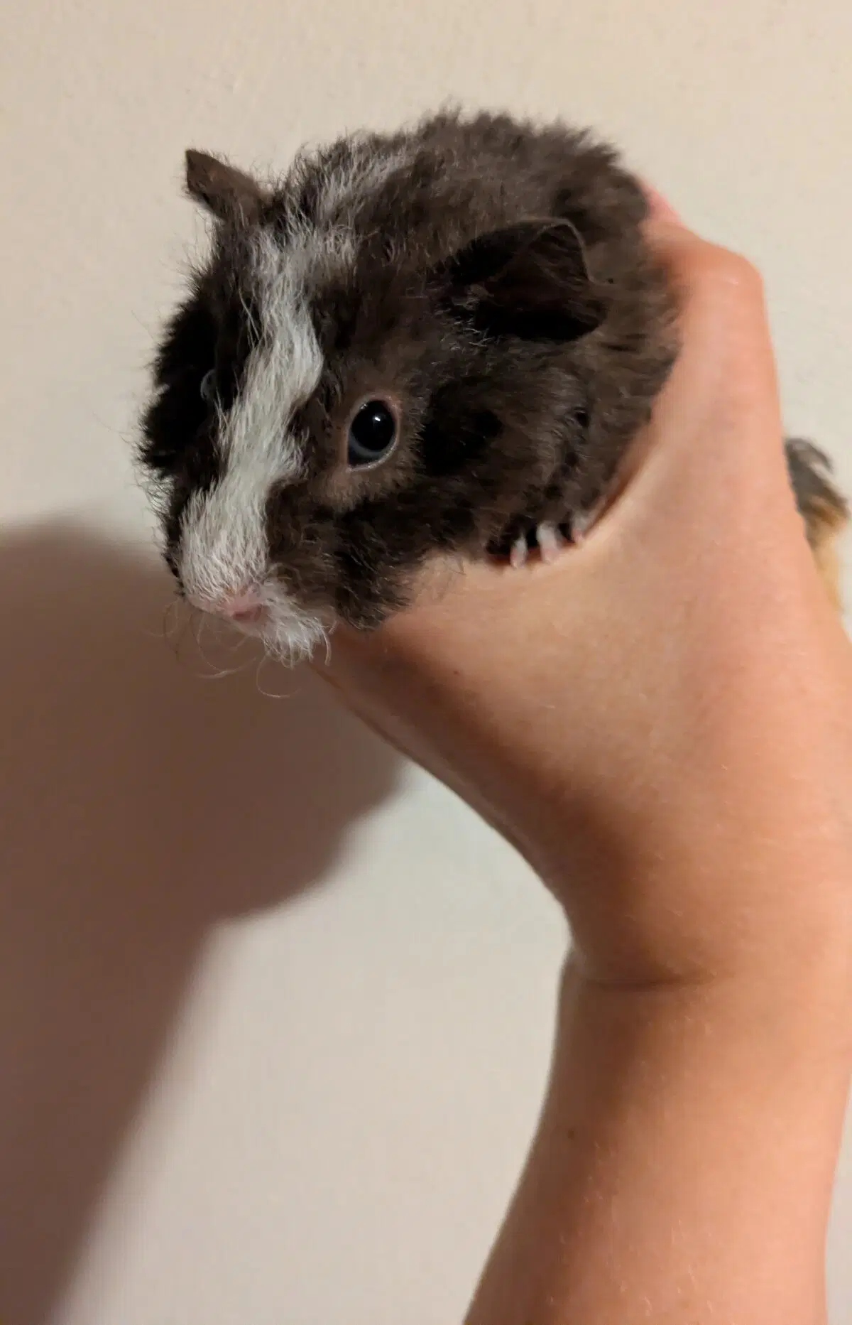 Маленькая Ру