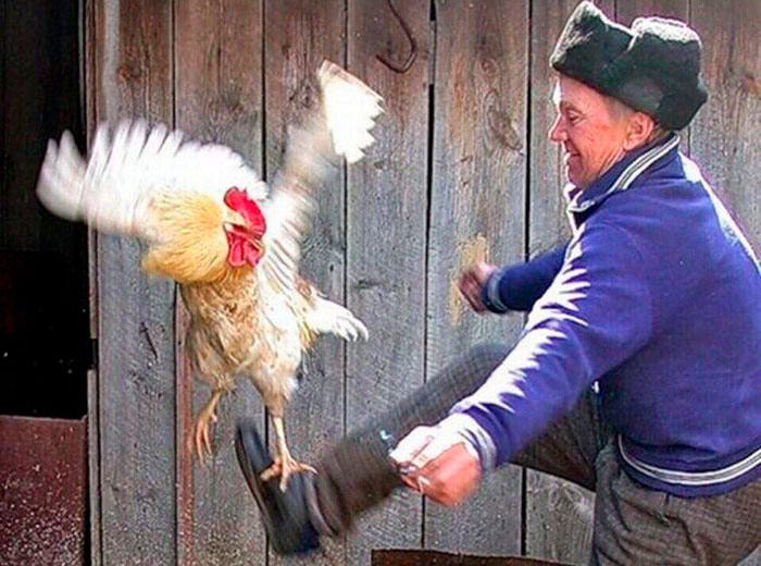 Пришли куры - поклевали, поклевали.