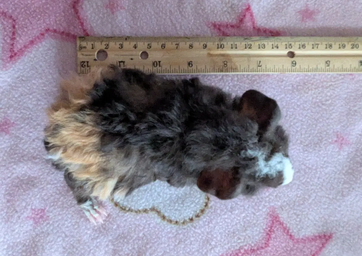 Маленькая Ру