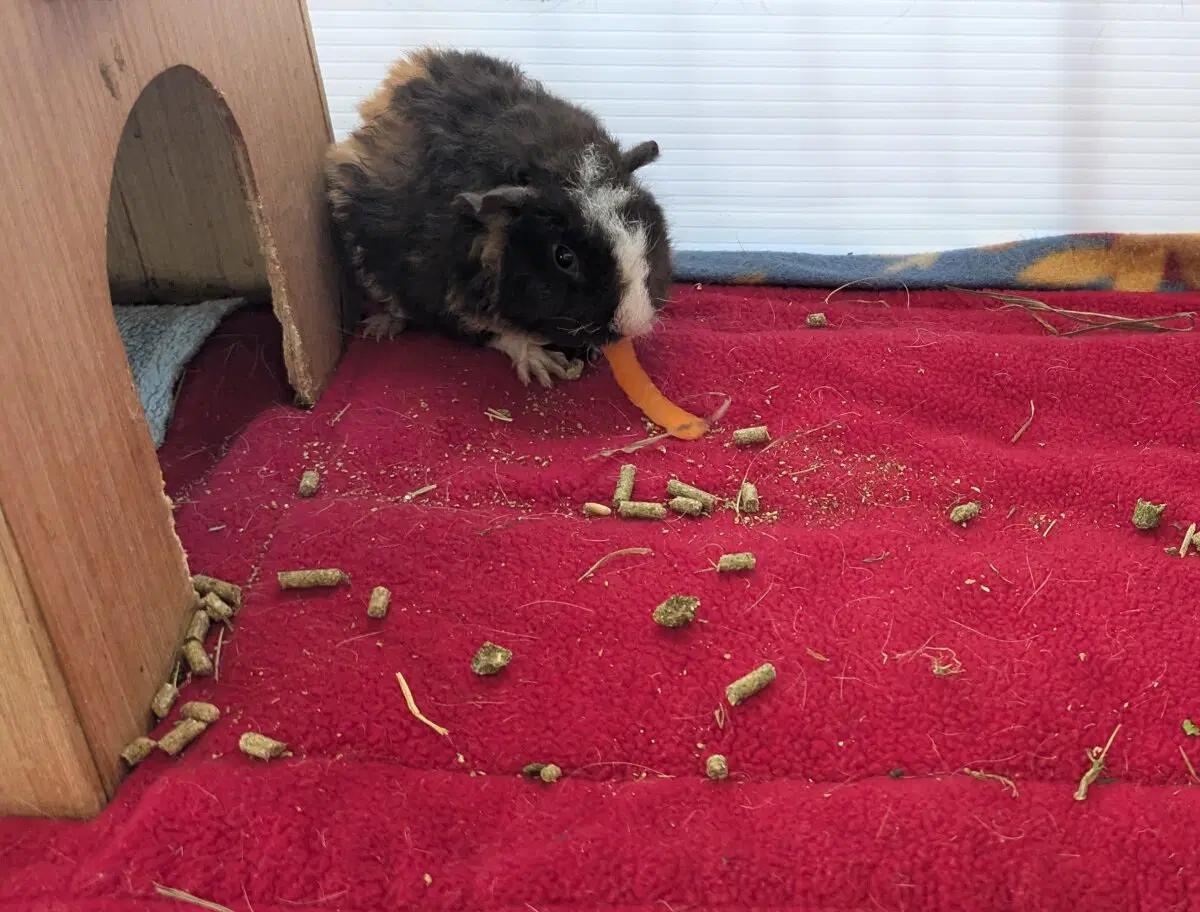 Маленькая Ру