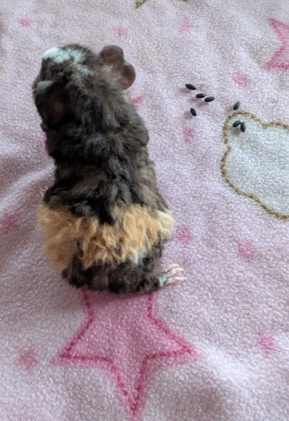 Маленькая Ру