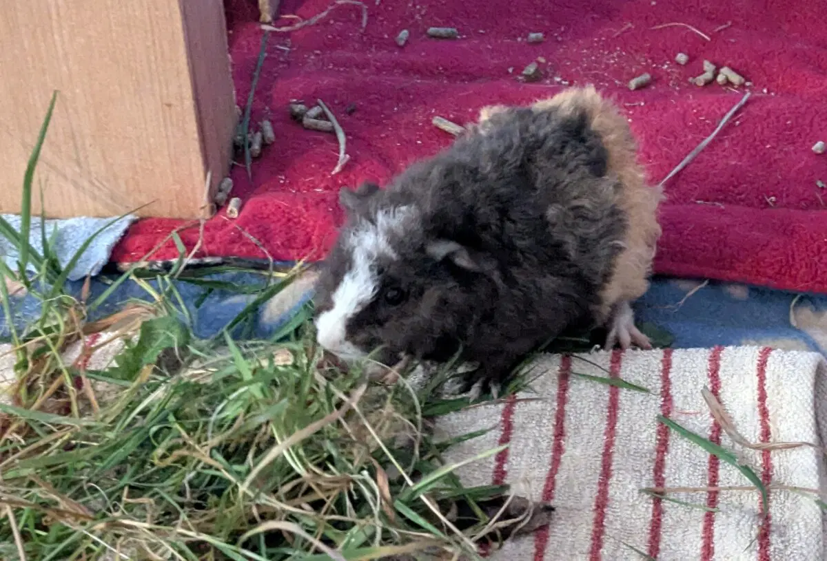 Маленькая Ру