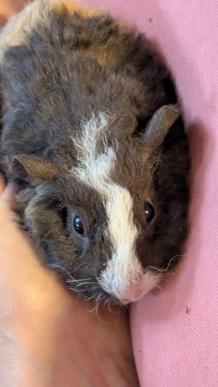 Маленькая Ру