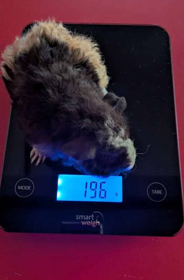 Маленькая Ру