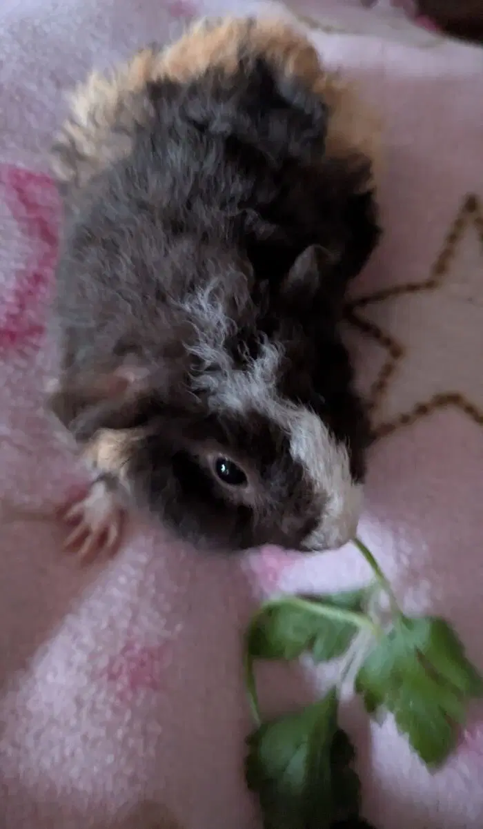 Маленькая Ру