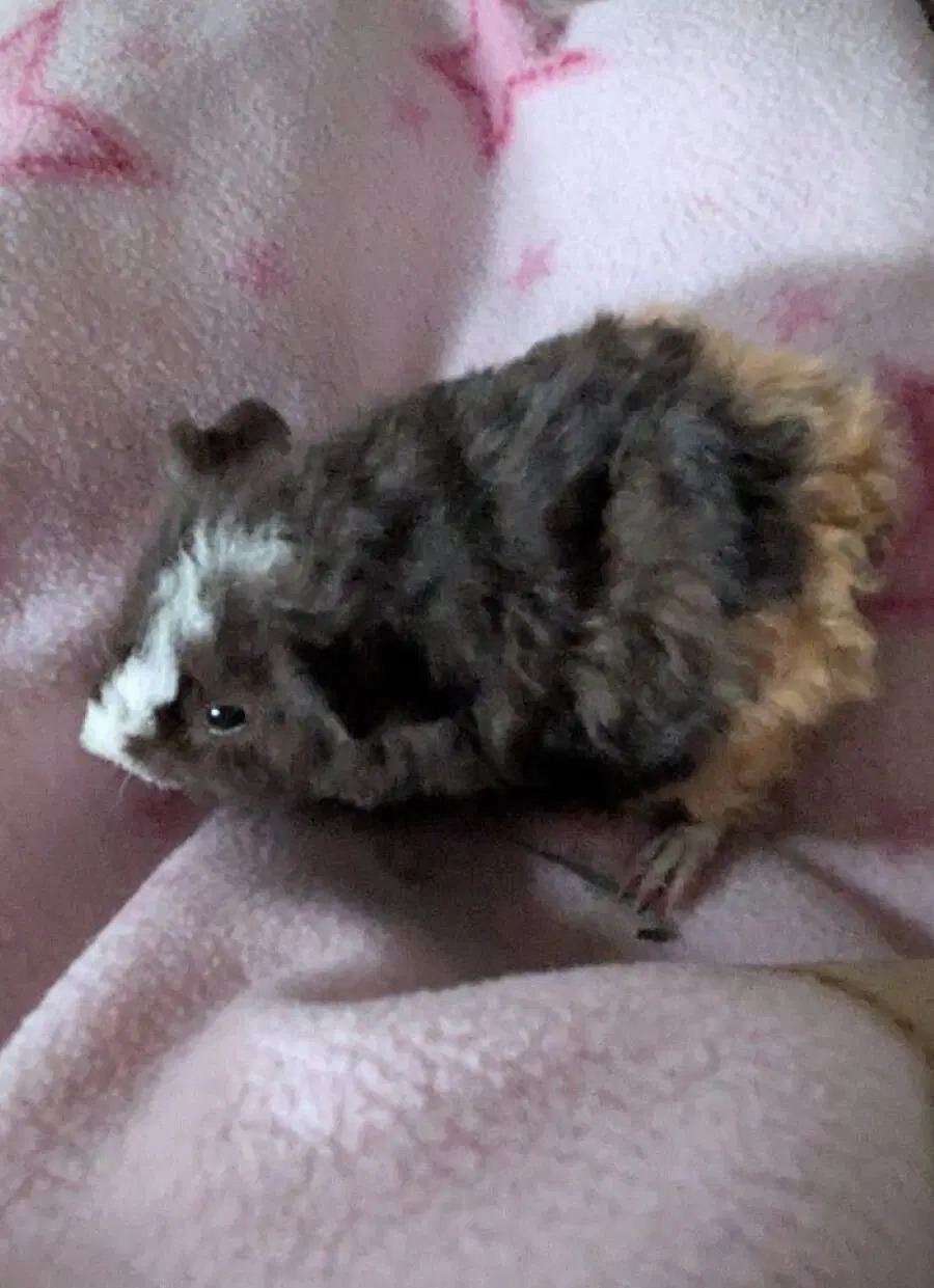 Маленькая Ру