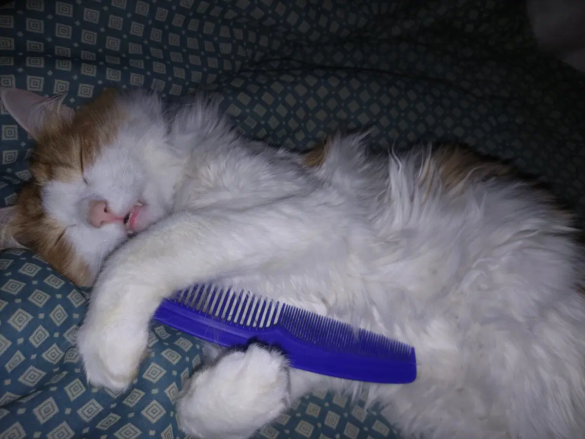 Играл с расческой и проиграл