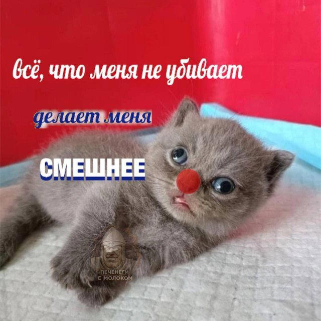 Дичка среды сестричка (2 были, но улыбнули и всплыли)