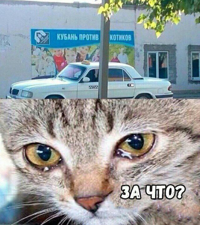 Дичка среды сестричка (2 были, но улыбнули и всплыли)