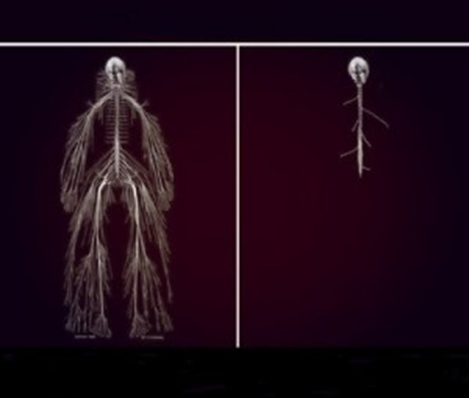 Zen: Intergalactic Ninja