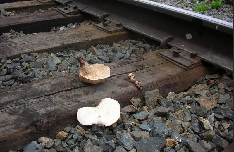 Ивент гастрономический. Шпала