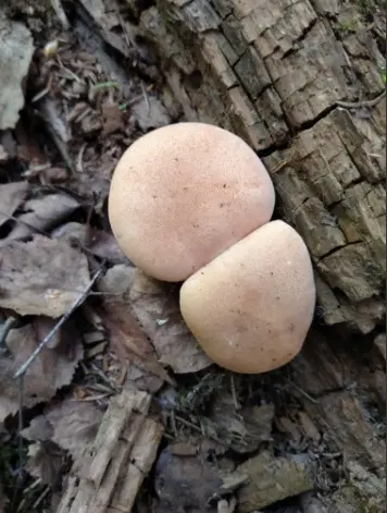Ивент гастрономический. Шпала