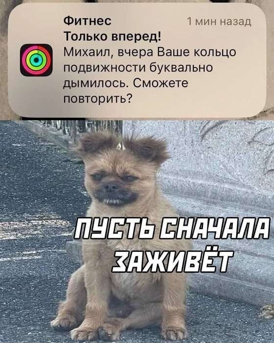 Дичка как позитив пятницы