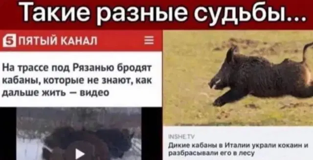 Дичка воскресная добрая