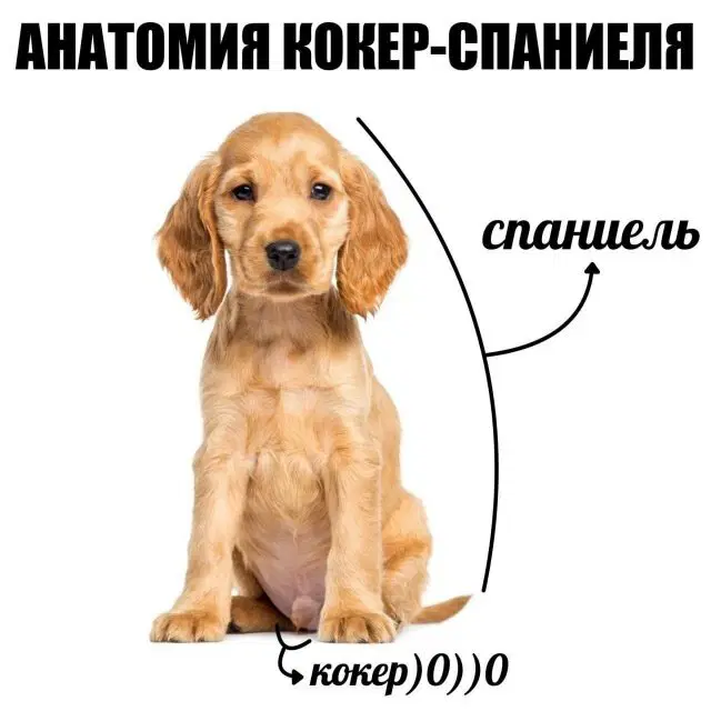 Дичка воскресная добрая