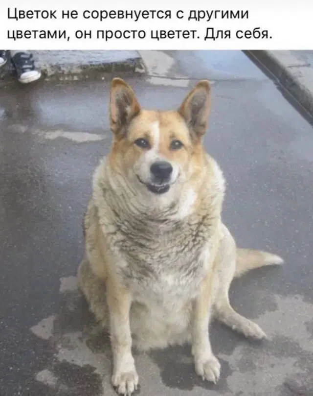 Дичка воскресная добрая