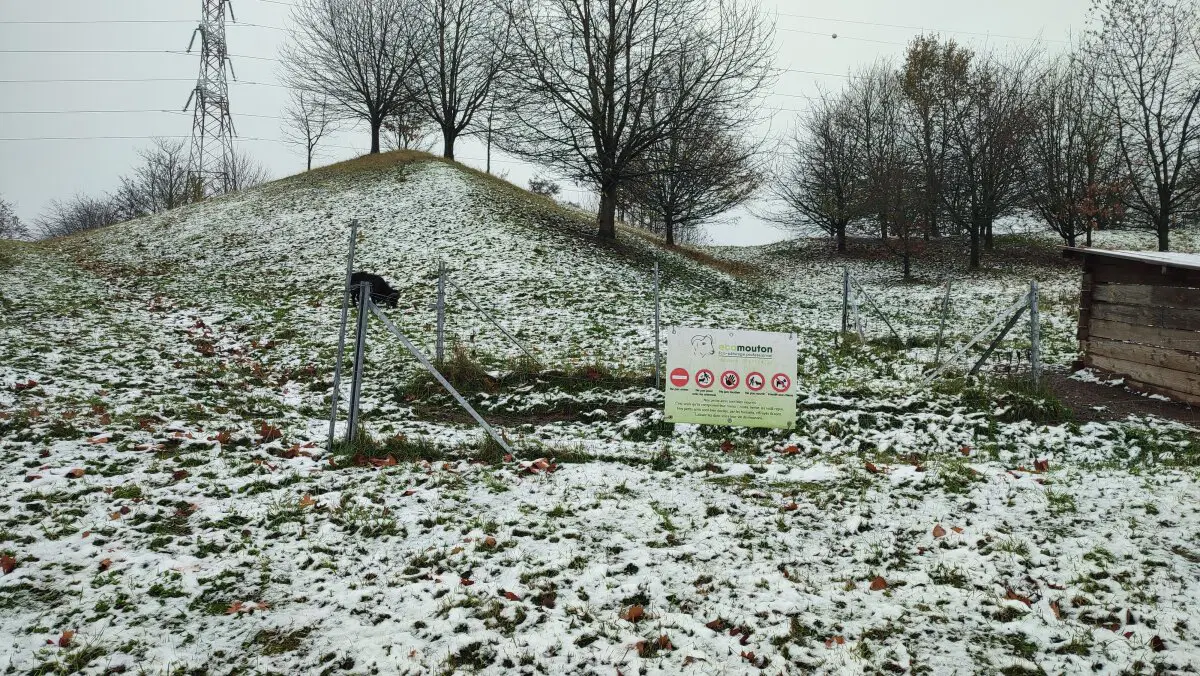 Предупреждение, что бараны могут ударить.