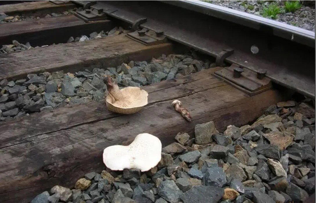 Ивент Вомбата. Слово недели - Ракетница