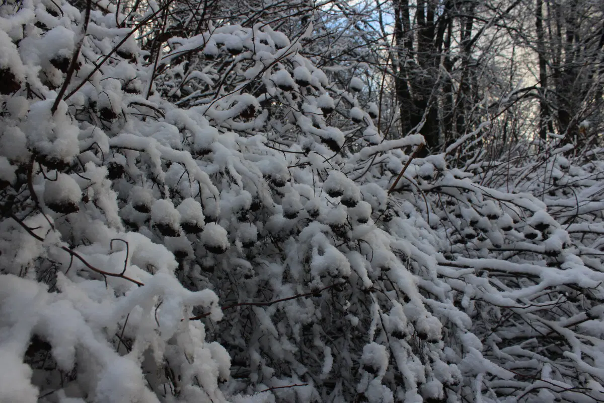 Ноябрьский снег