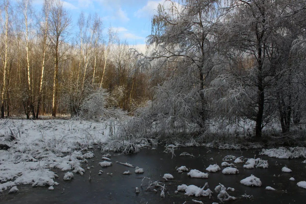 Ноябрьский снег