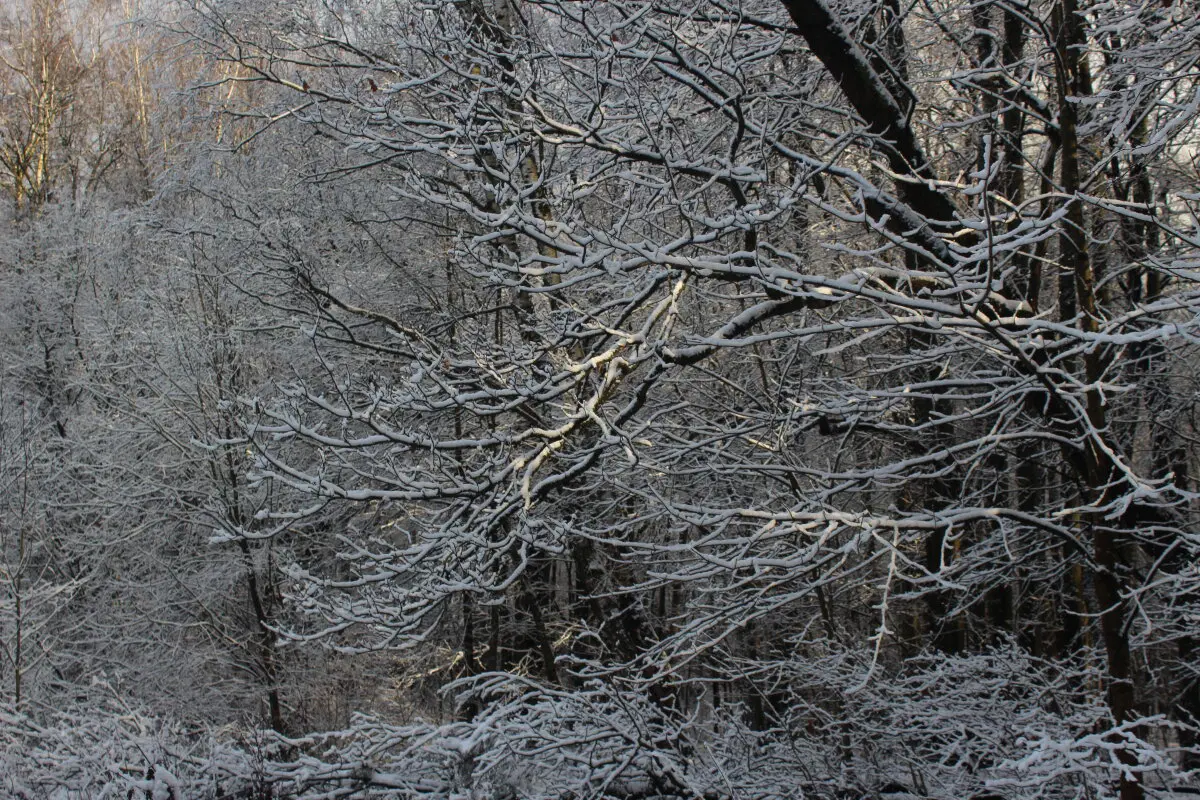 Ноябрьский снег