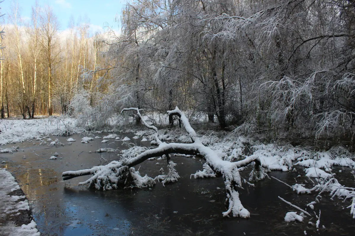 Ноябрьский снег
