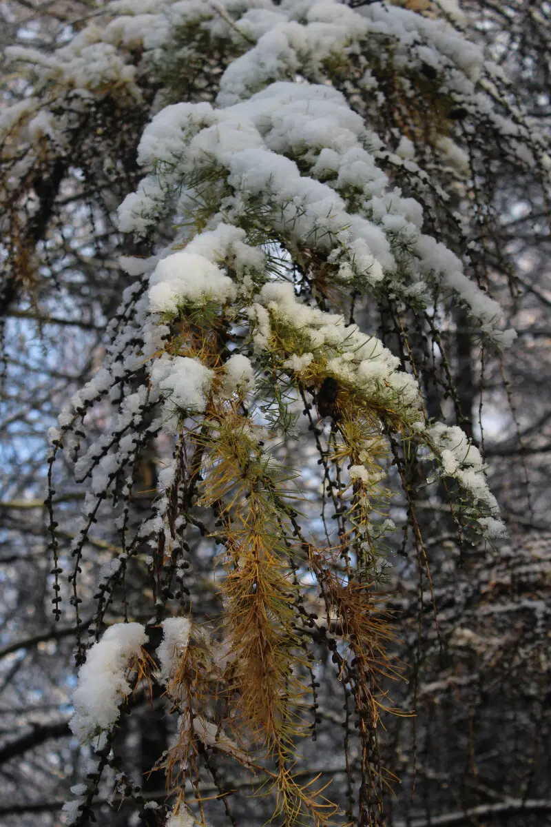 Ноябрьский снег