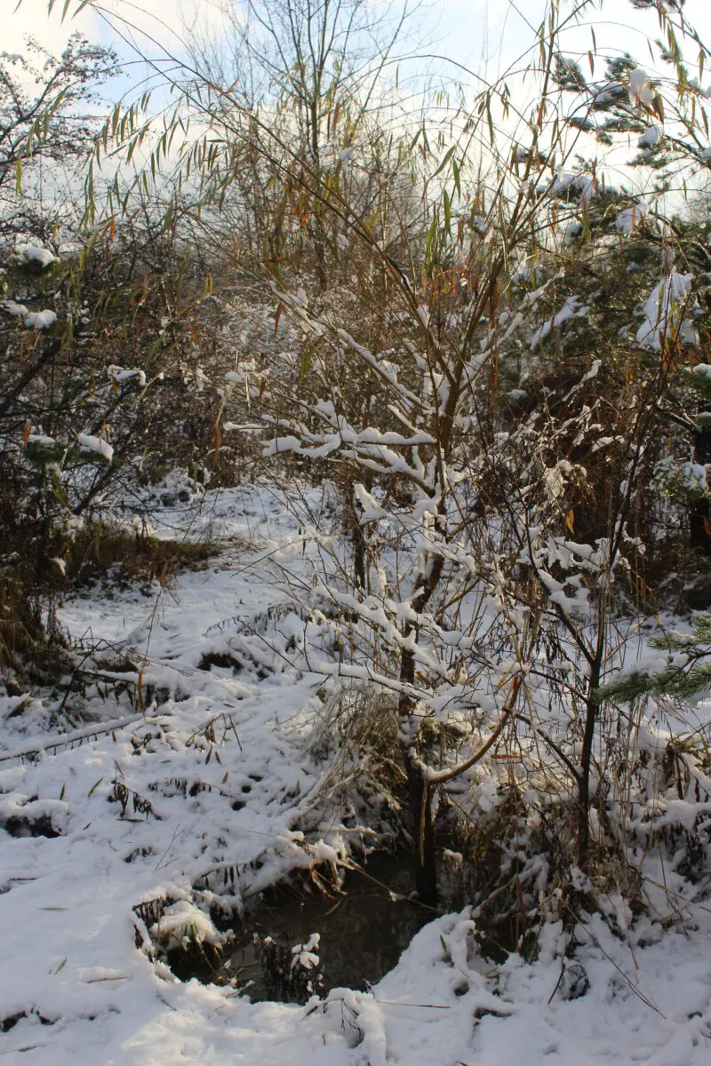 Ноябрьский снег