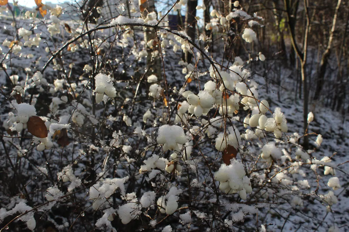 Ноябрьский снег