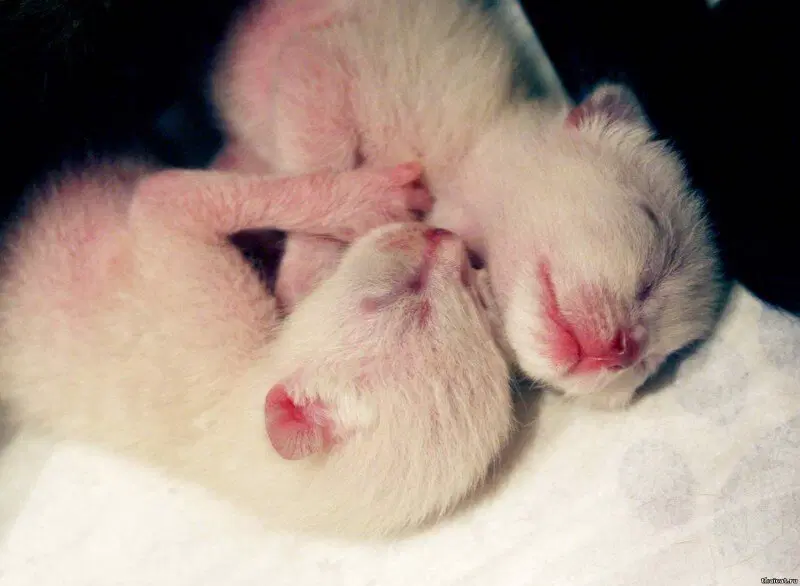 только "вылупились"