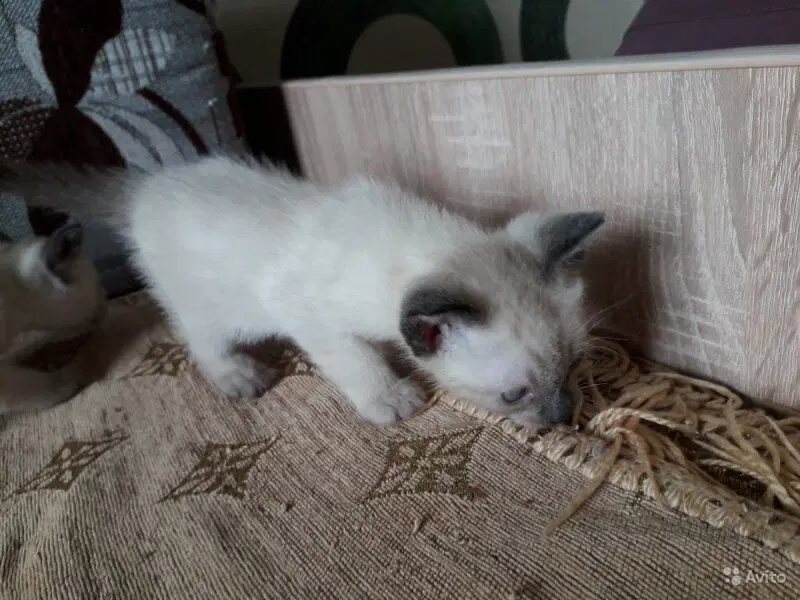 Уже видно превращение в полноценного сиамца, или сиамку