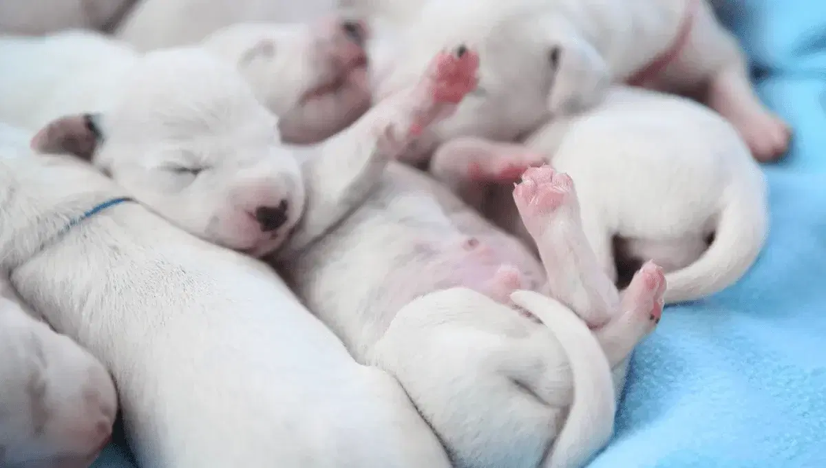 Окрас далматинцев