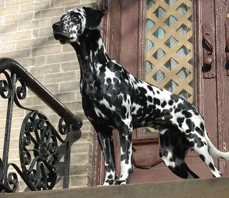 Окрас далматинцев