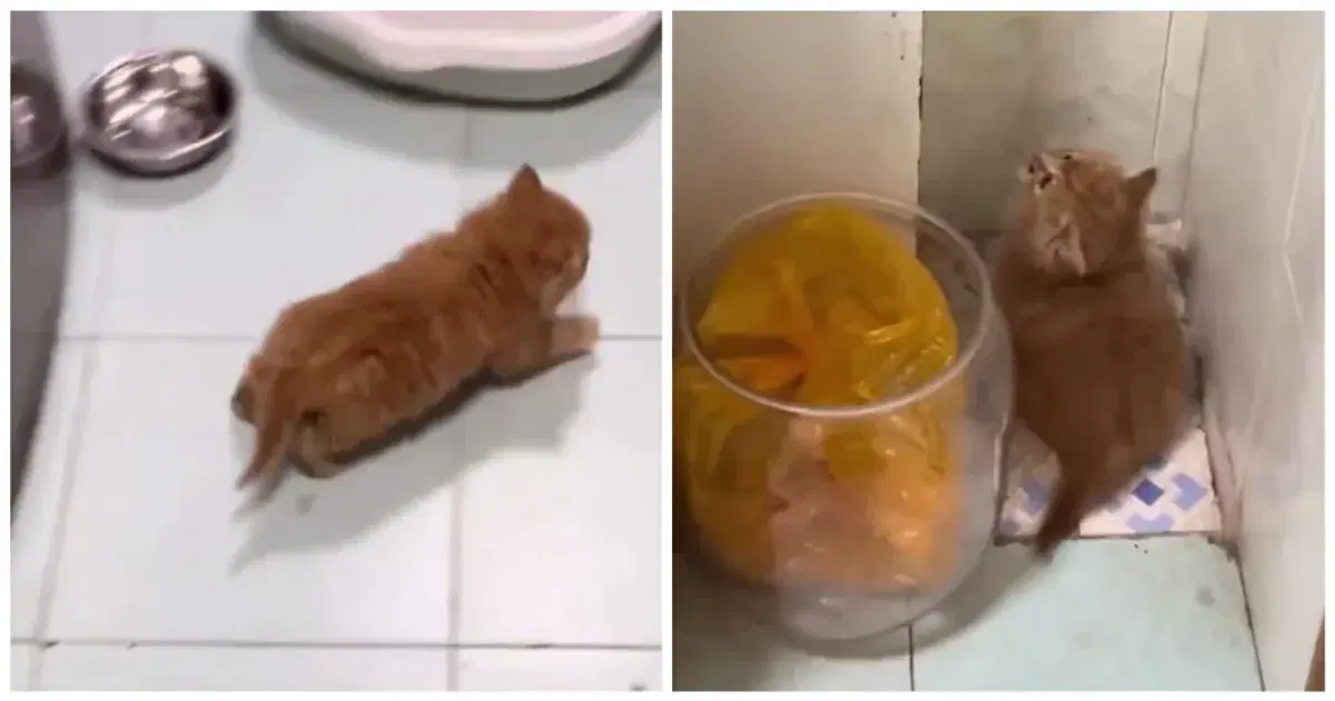 Профессиональный суетолог к вашим услугам. Цены умеренные)