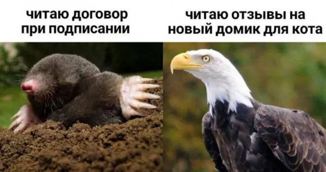 Дичунька