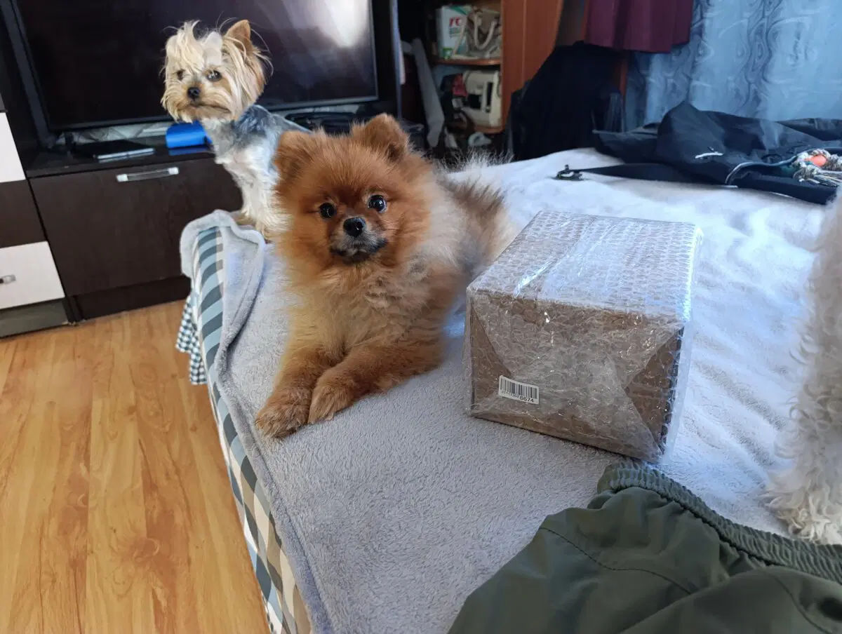 Зовут эту радость Адель. 