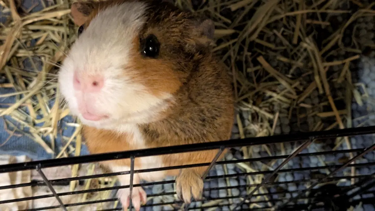 История про Васю (не комиказ)