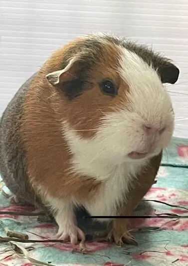 История про Васю (не комиказ)