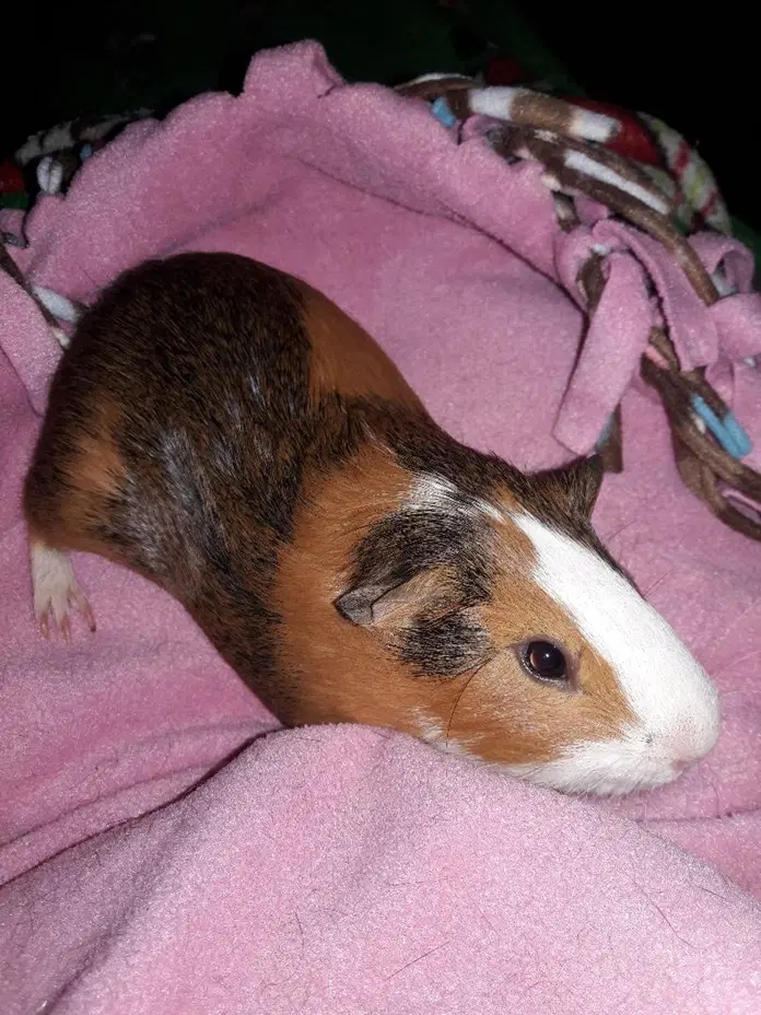 История про Васю (не комиказ)