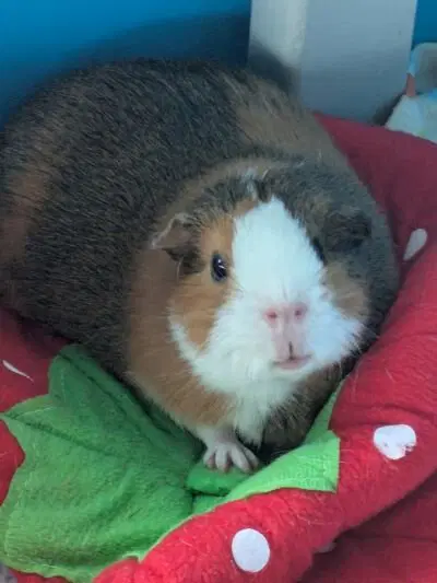 История про Васю (не комиказ)